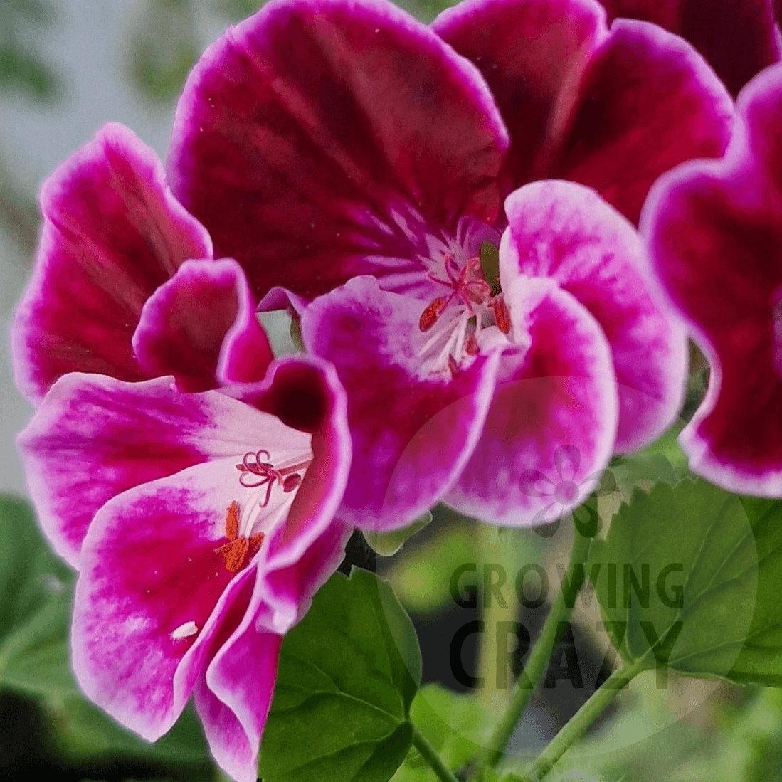 Henry Weller - Angel Pelargonium (Geranium) Plant - 6cm bio pot