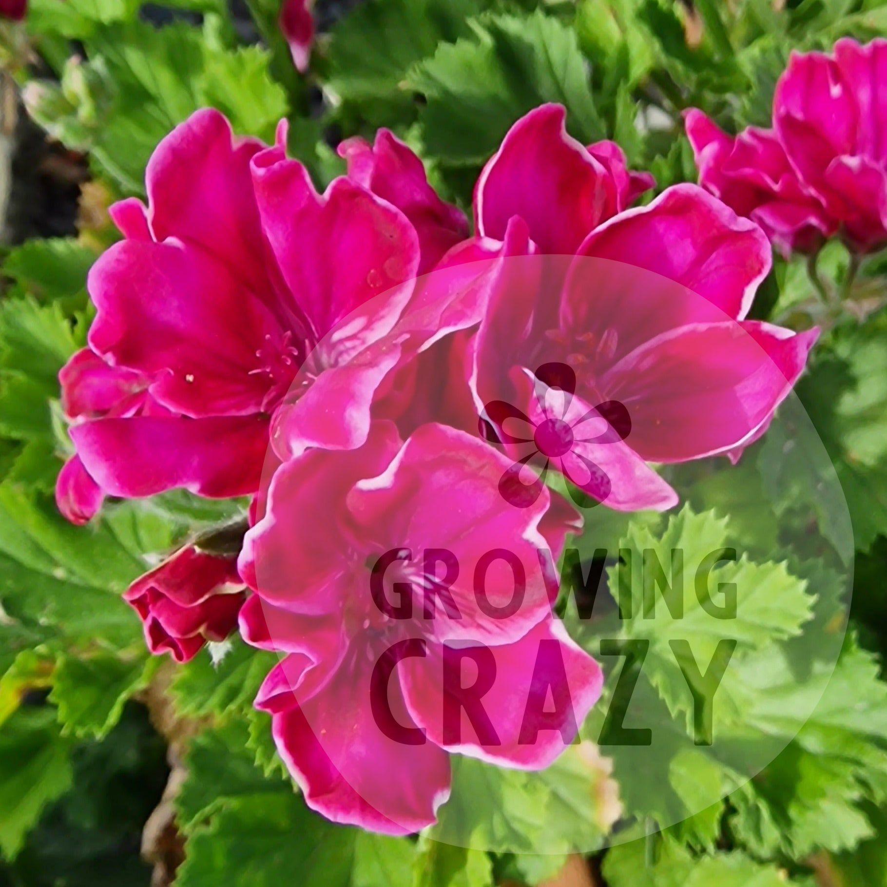 Lady Bute Regal Pelargonium  fuchsia pink flowers with a hint of white which really dazzles in the light.