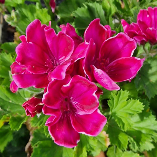 Lady Bute Regal Pelargonium  fuchsia pink flowers with a hint of white which really dazzles in the light.