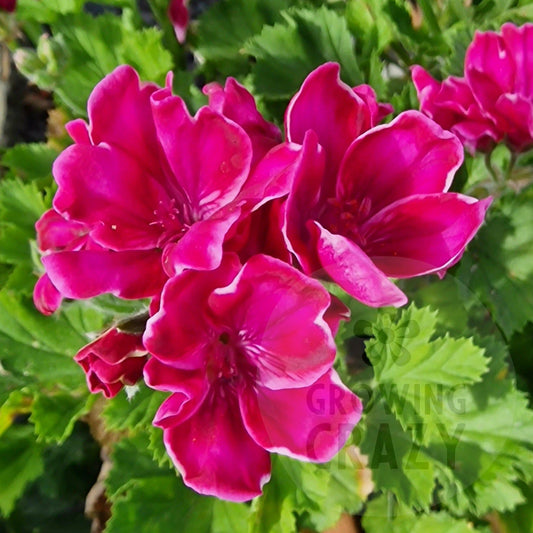 Lady Bute Regal Pelargonium  fuchsia pink flowers with a hint of white which really dazzles in the light.