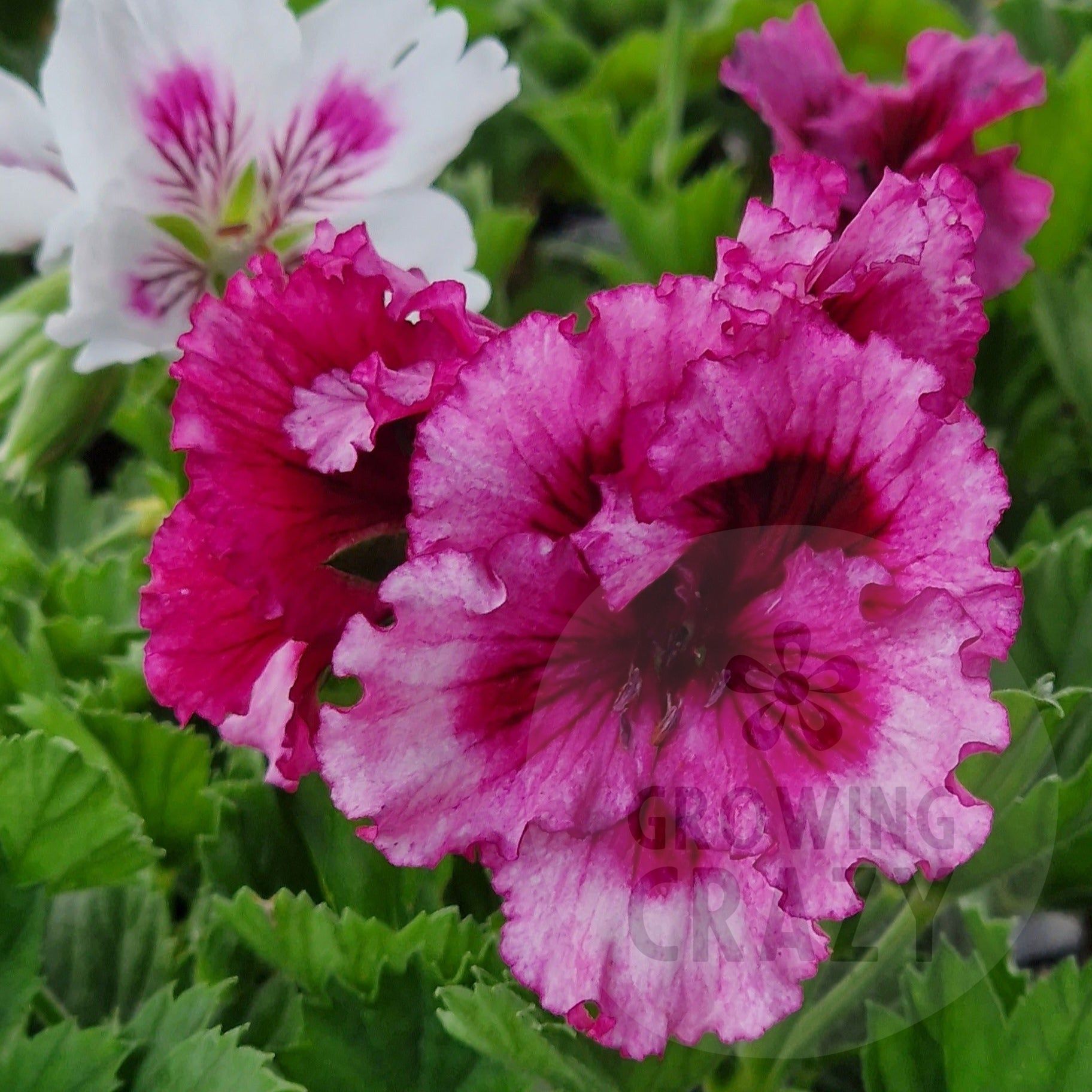 Bebe Wilson Pelargonium bright raspberry pink ruffled flowers that deepen to a dark red a the centre makes a great display 