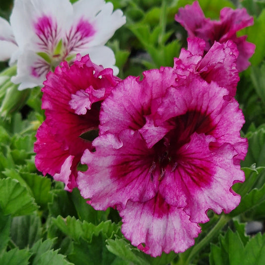 Bebe Wilson Pelargonium bright raspberry pink ruffled flowers that deepen to a dark red a the centre makes a great display 
