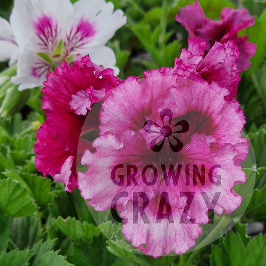 Bebe Wilson Pelargonium bright raspberry pink ruffled flowers that deepen to a dark red a the centre makes a great display 