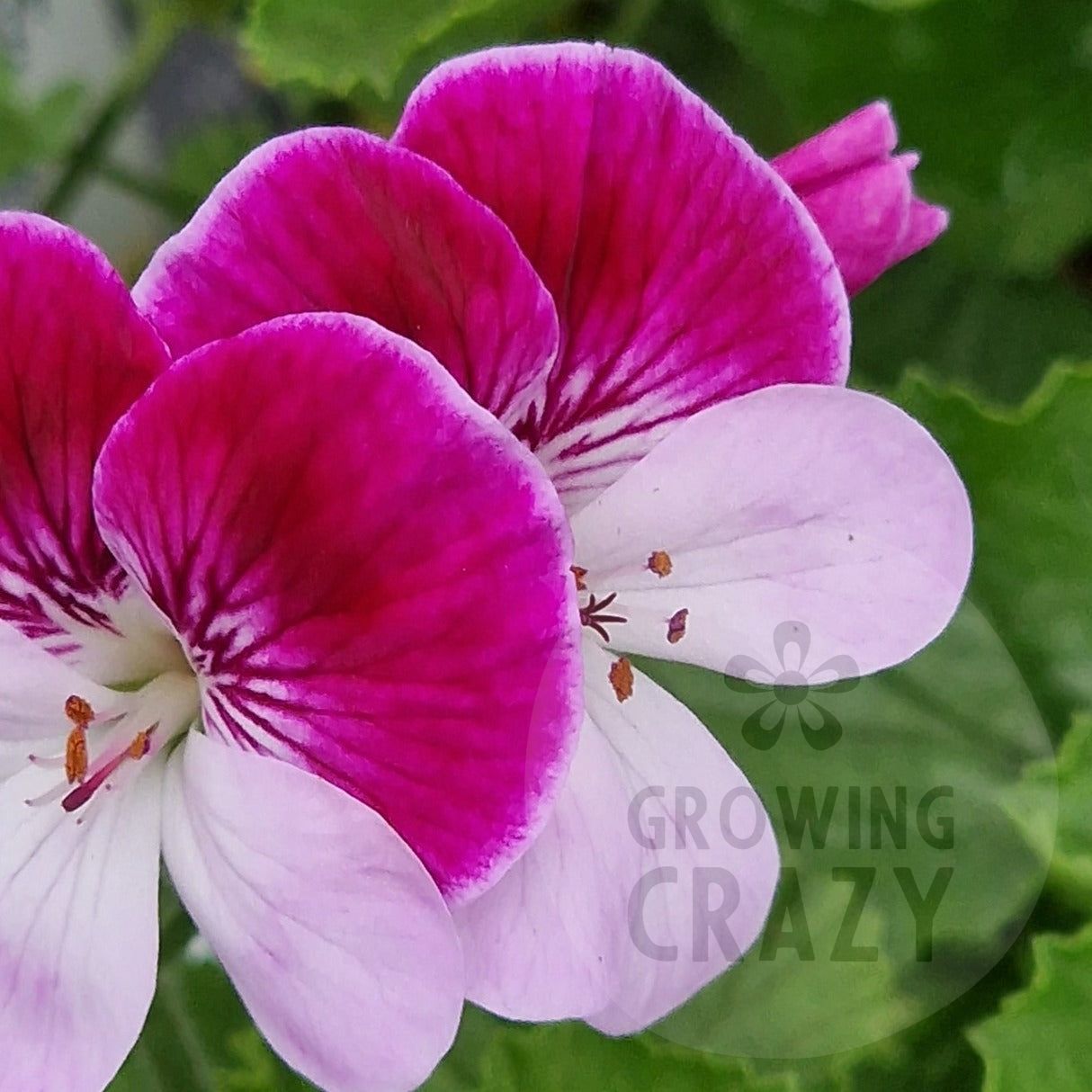 Captain Starlight - Angel Pelargonium (Geranium) Plant - 6cm bio pot