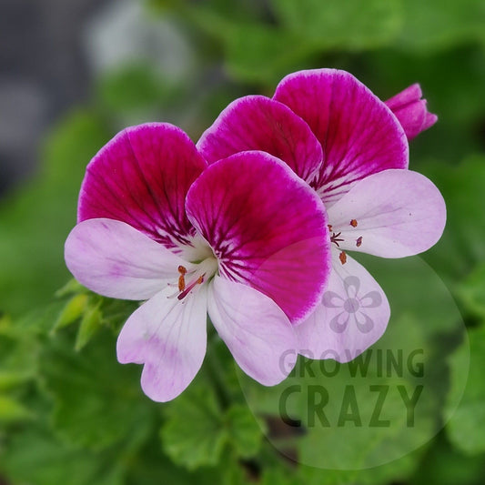 Captain Starlight - Angel Pelargonium (Geranium) Plant - 6cm bio pot