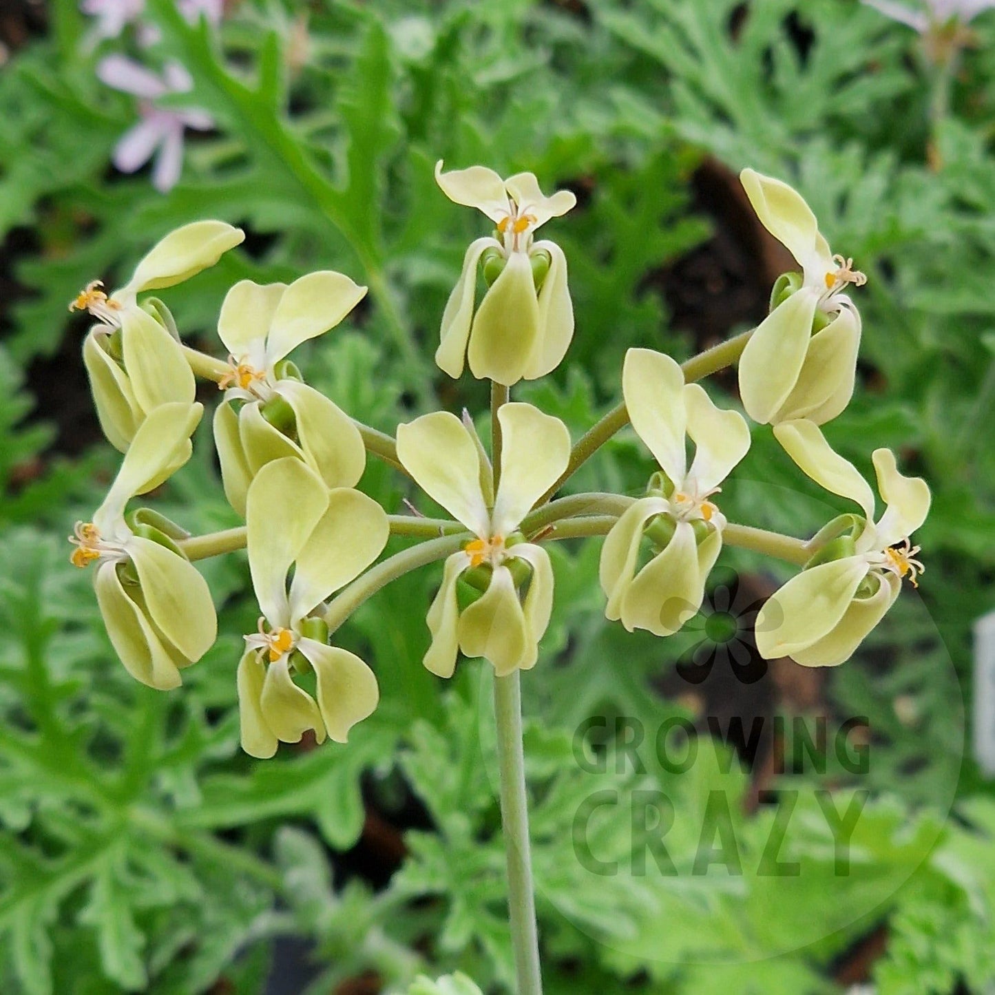 Picture of Species Pelargonium Gibbosum with its yellow-green unusual flowers