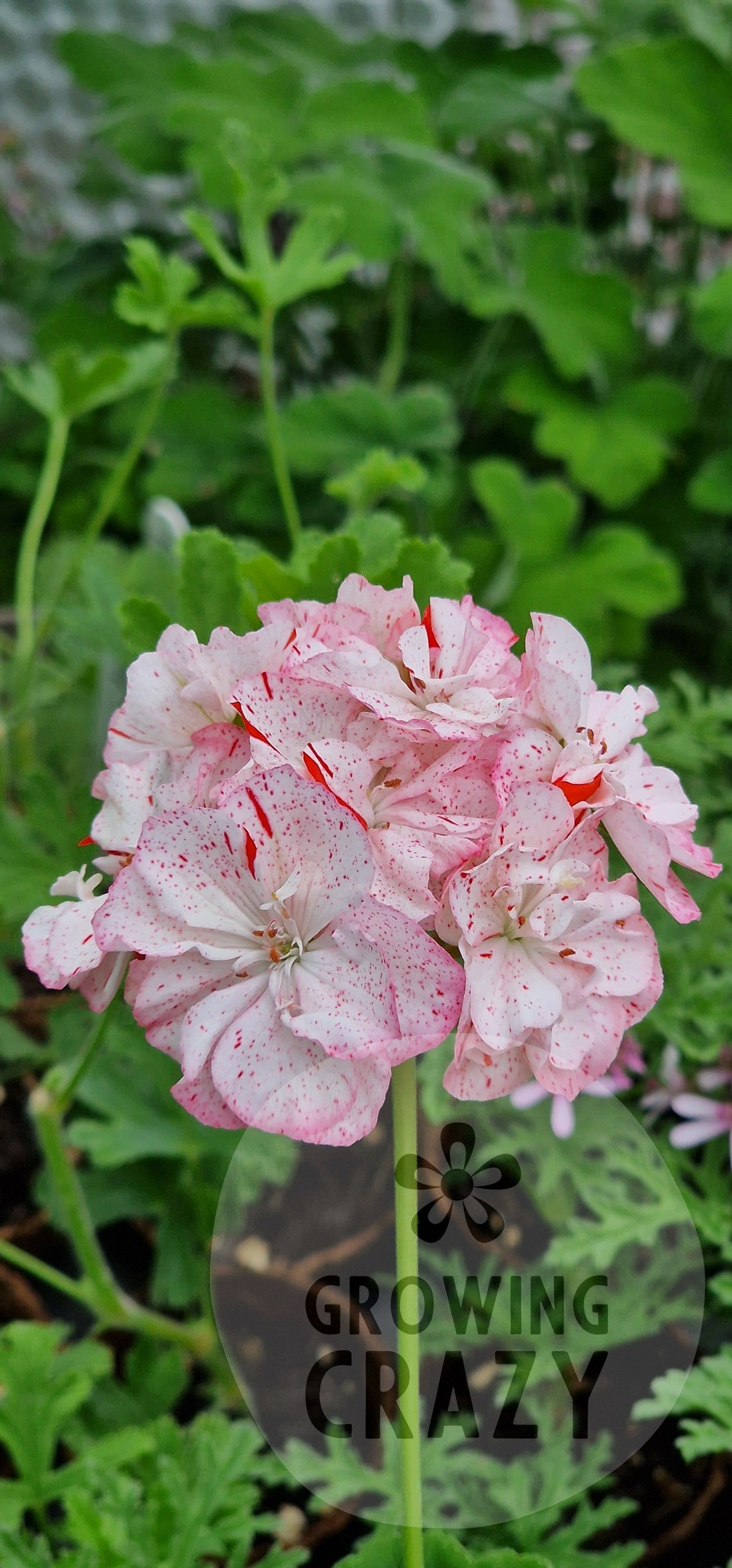 Evening Sky - Zonal Pelargonium / Geranium Garden Plant - 6cm pot