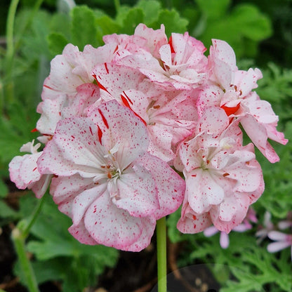 Evening Sky - Zonal Pelargonium / Geranium Garden Plant - 6cm pot
