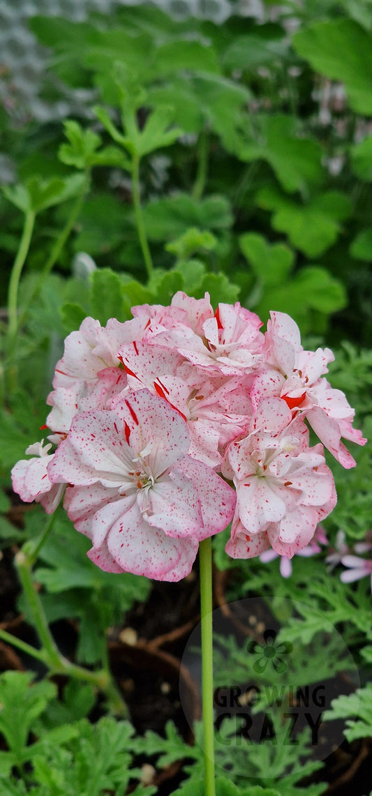 Evening Sky - Zonal Pelargonium / Geranium Garden Plant - 6cm pot