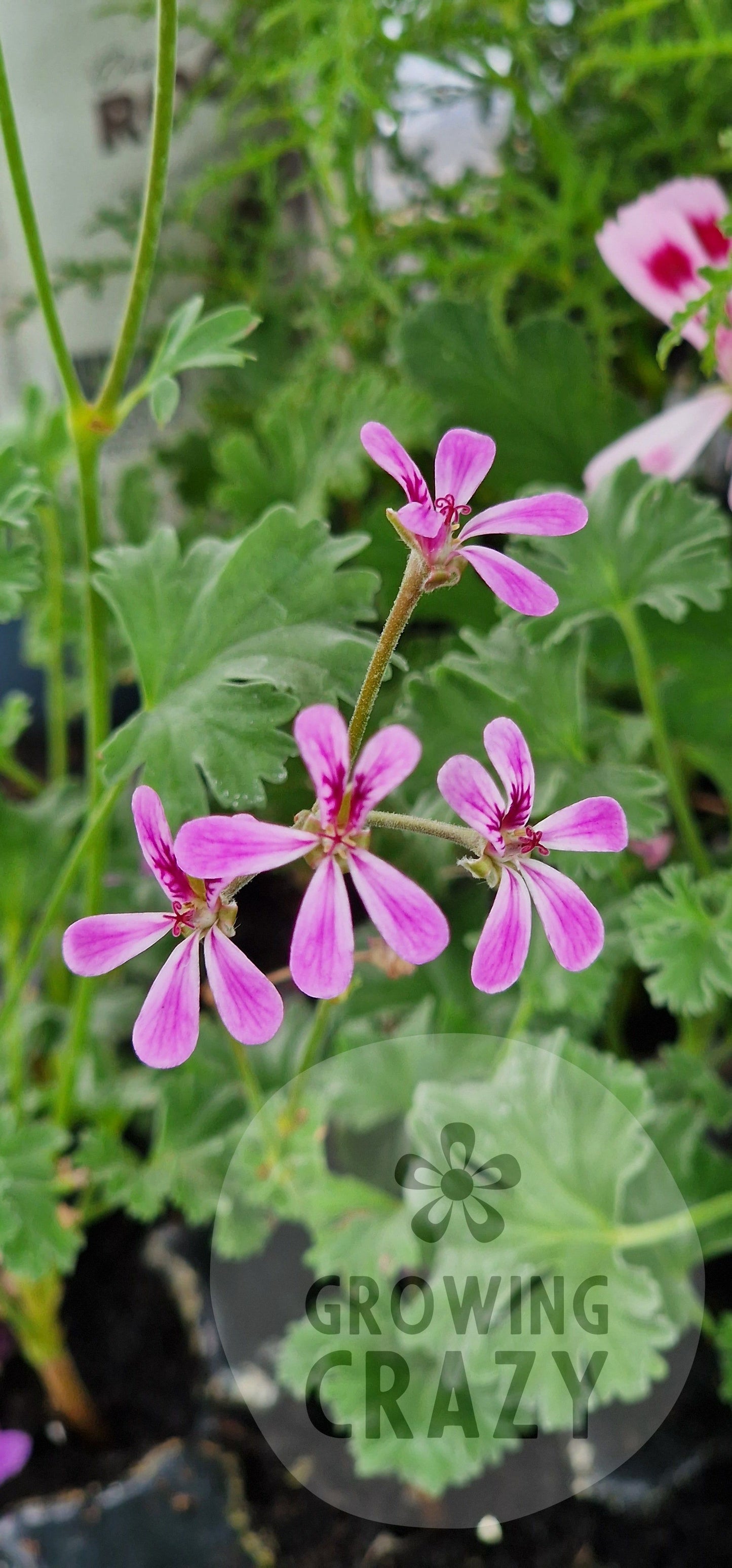 Deerwood Lavender Lad - Lavender Scented Leaf Pelargonium (Geranium) Plant - 6cm