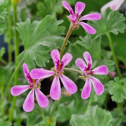 Deerwood Lavender Lad - Lavender Scented Leaf Pelargonium (Geranium) Plant - 6cm