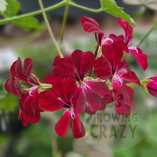 Choun Cho - Ivy Leaved Pelargonium (Geranium) trailing Plant - 6cm bio pot