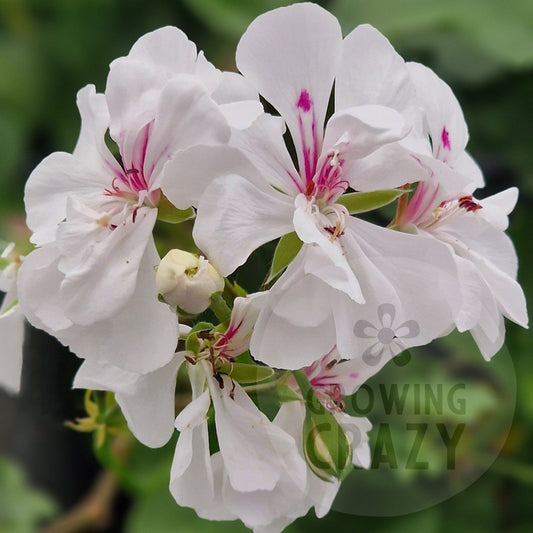 Joan of Arc - Ivy Leaved Pelargonium (Geranium) trailing Plant - 6cm bio pot