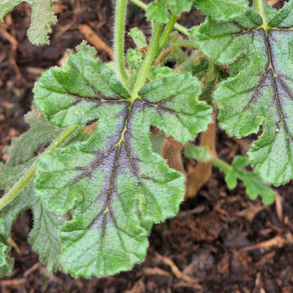 Village Hall Oak - Scented Leaf Pelargonium (Geranium) - 6cm bio pot