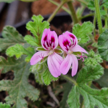 Village Hall Oak - Scented Leaf Pelargonium (Geranium) - 6cm bio pot