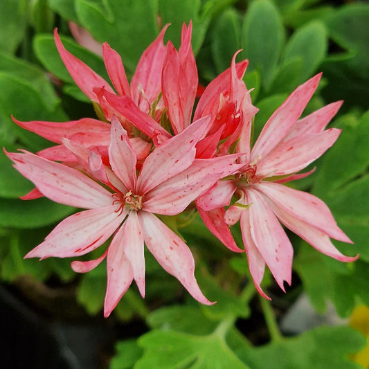 Rushmoor Dove - Stellar Pelargonium (Geranium) Plant - 6cm bio pot