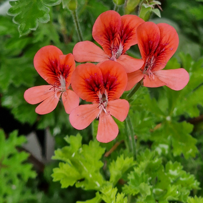 Angel Eyes Orange - Angel Pelargonium (Geranium) Plant - 6cm bio pot