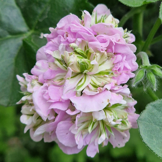 Viva Carolina - Ivy Leaved Pelargonium (Geranium) Plant - 6cm bio pot