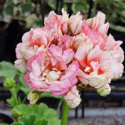 Denise - White-Pink Rosebud Pelargonium (Geranium) Plant - 6cm pot - for garden border or patio pot