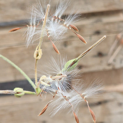 Species Pelargonium Seed Mix – Hand-Picked from the Pelargonium Palace