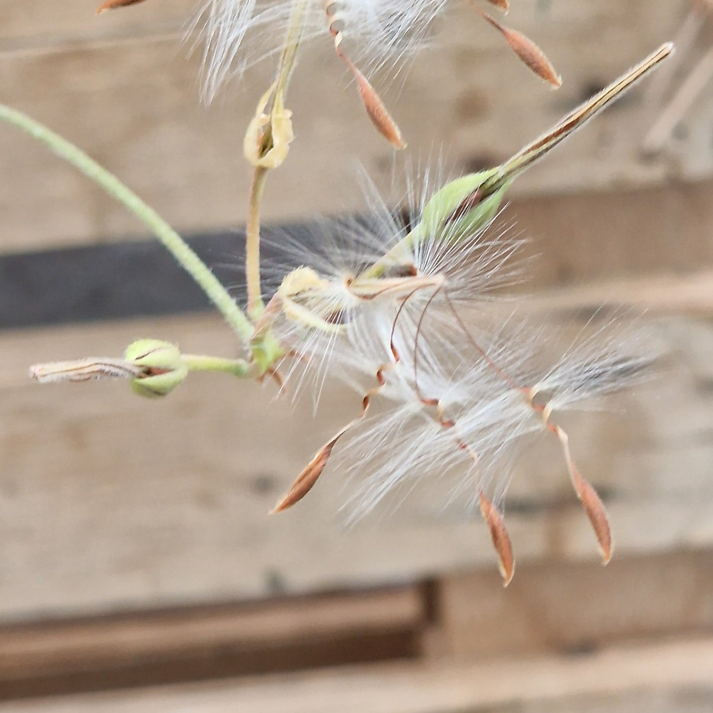 Species Pelargonium Seed Mix – Hand-Picked from the Pelargonium Palace