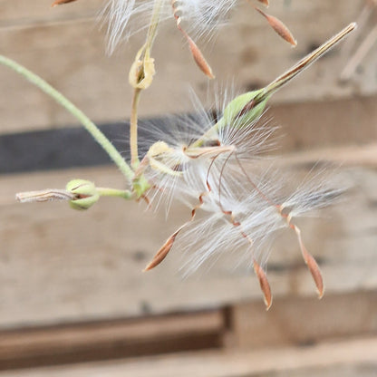 Species Pelargonium Seed Mix – Hand-Picked from the Pelargonium Palace