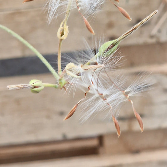 Species Pelargonium Seed Mix – Hand-Picked from the Pelargonium Palace