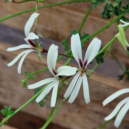 Species Pelargonium Seed Mix – Hand-Picked from the Pelargonium Palace