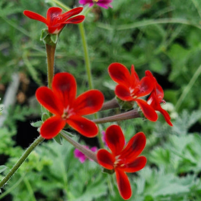 Ardens - Species Pelargonium / Geranium - Single Plant 6cm bio Pot