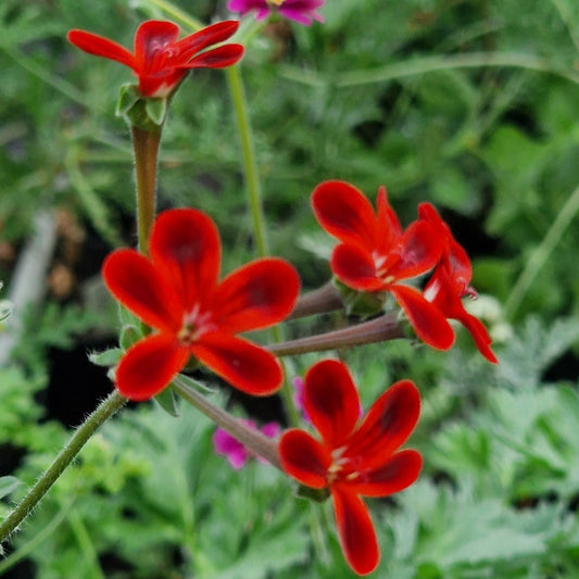 Ardens - Species Pelargonium / Geranium - Single Plant 6cm bio Pot