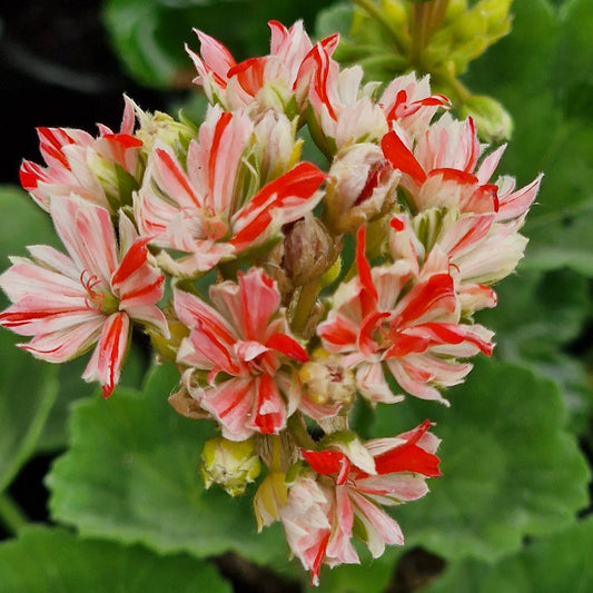 Swiss Star - Zonal Pelargonium / Geranium Garden Plant - 6cm bio pot