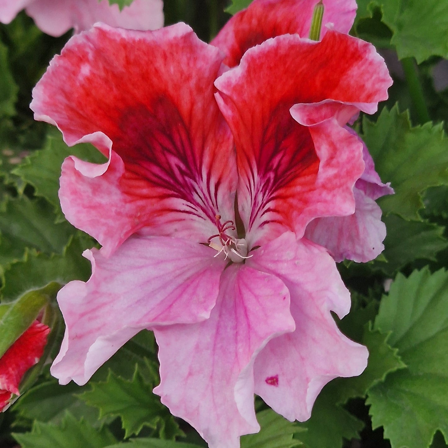 Harbour Lights - Regal Pelargonium (Geranium) plant - 6cm bio pot