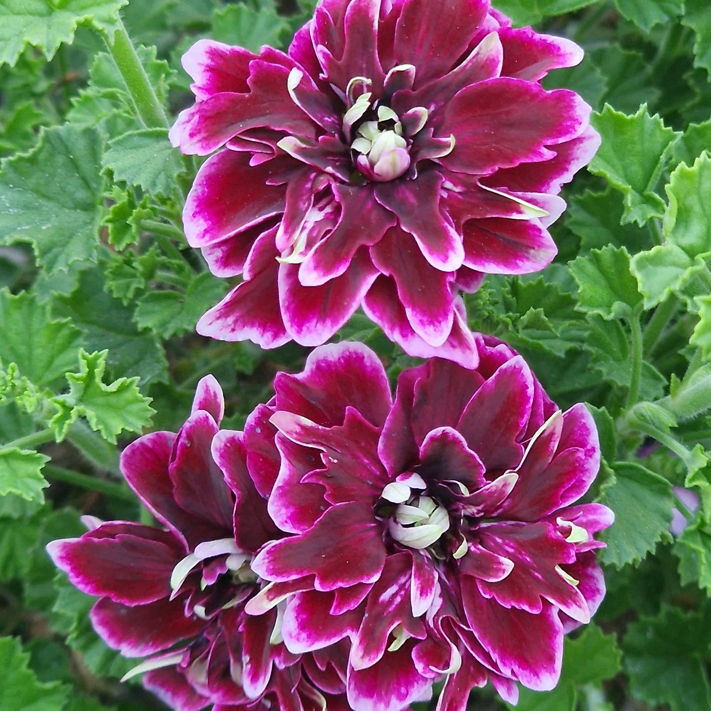 Quantock Double Dymond - Angel Pelargonium (Geranium) Plant - 6cm bio pot