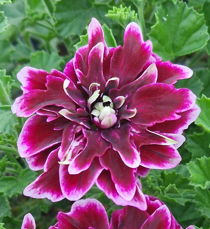 Quantock Double Dymond - Angel Pelargonium (Geranium) Plant - 6cm bio pot