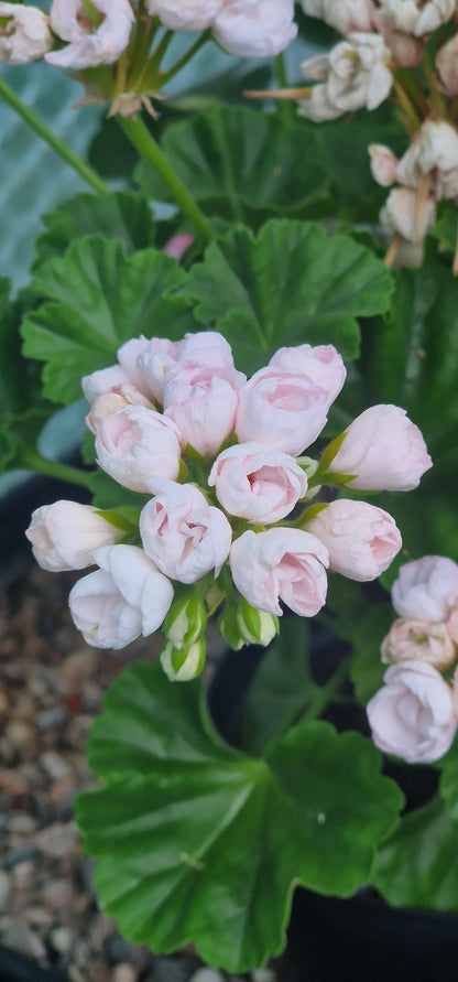 Emma Fran Bengtsbo - Zonal Pelargonium / Geranium Garden Plant - 6cm bio pot