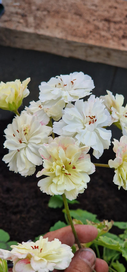 Rushmoor Zambezi - Zonartic Pelargonium (Geranium) Plant - 6cm bio pot