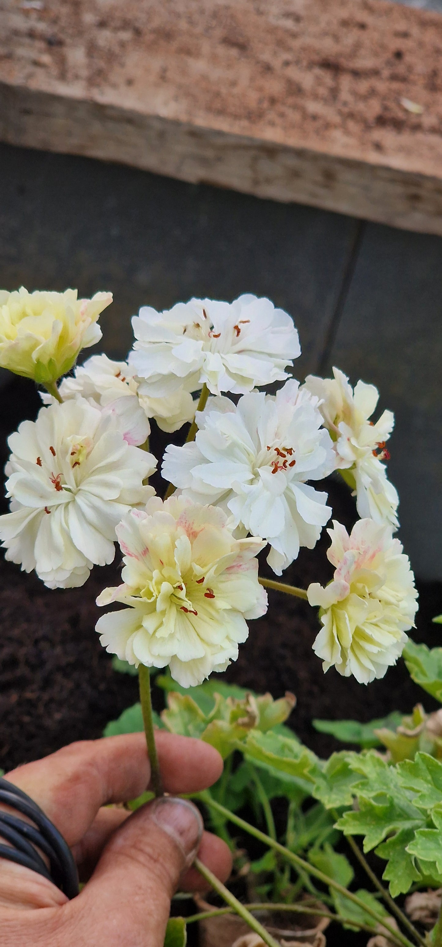 Rushmoor Zambezi - Zonartic Pelargonium (Geranium) Plant - 6cm bio pot