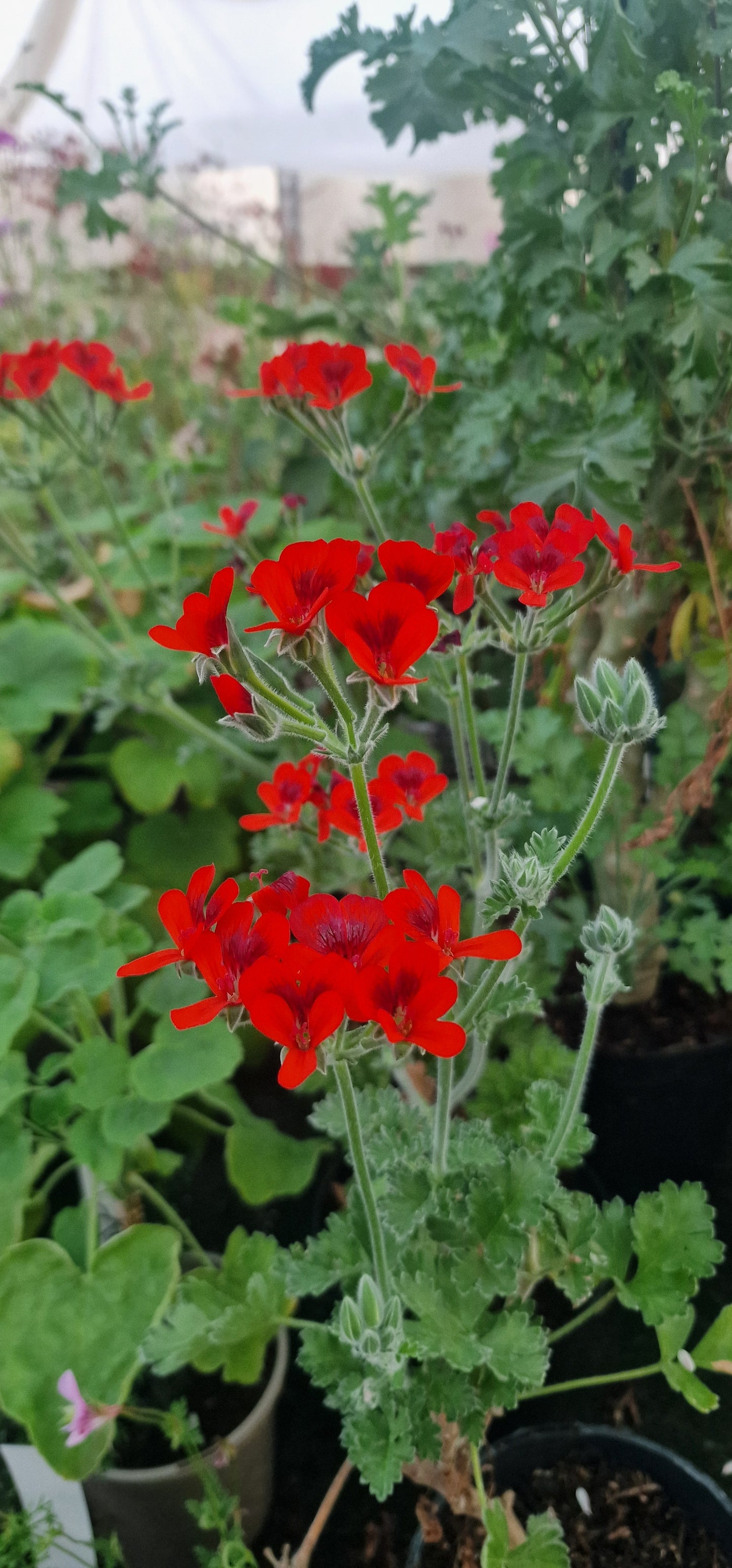 P. Ignescens - Species Hybrid Pelargonium / Geranium - Single Plant 6cm bio Pot