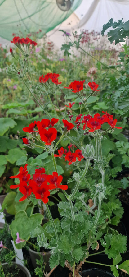 P. Ignescens - Species Hybrid Pelargonium / Geranium - Single Plant 6cm bio Pot