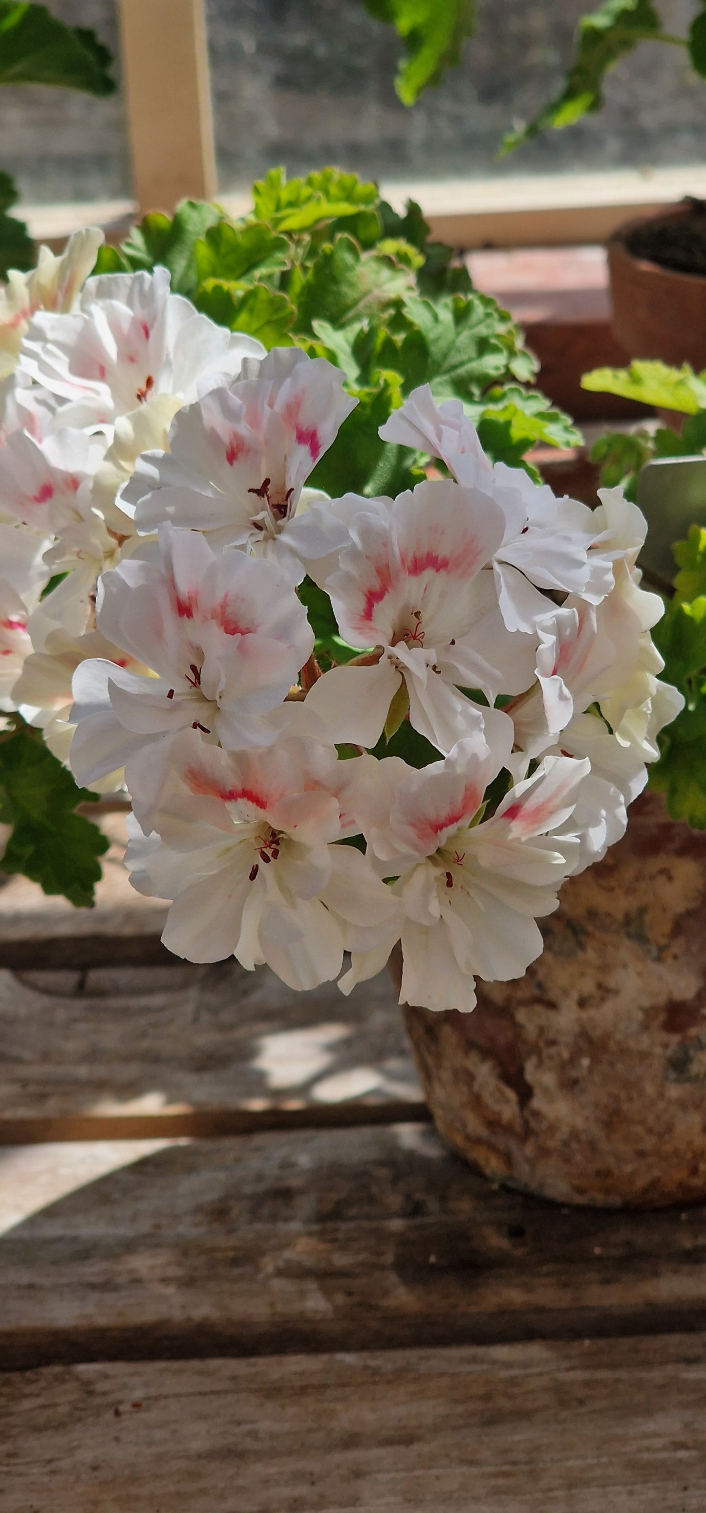 Rushmoor Mekong - Zonartic Pelargonium (Geranium) Plant - 6cm bio pot