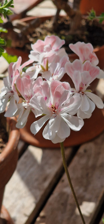 Rushmoor Mekong - Zonartic Pelargonium (Geranium) Plant - 6cm bio pot