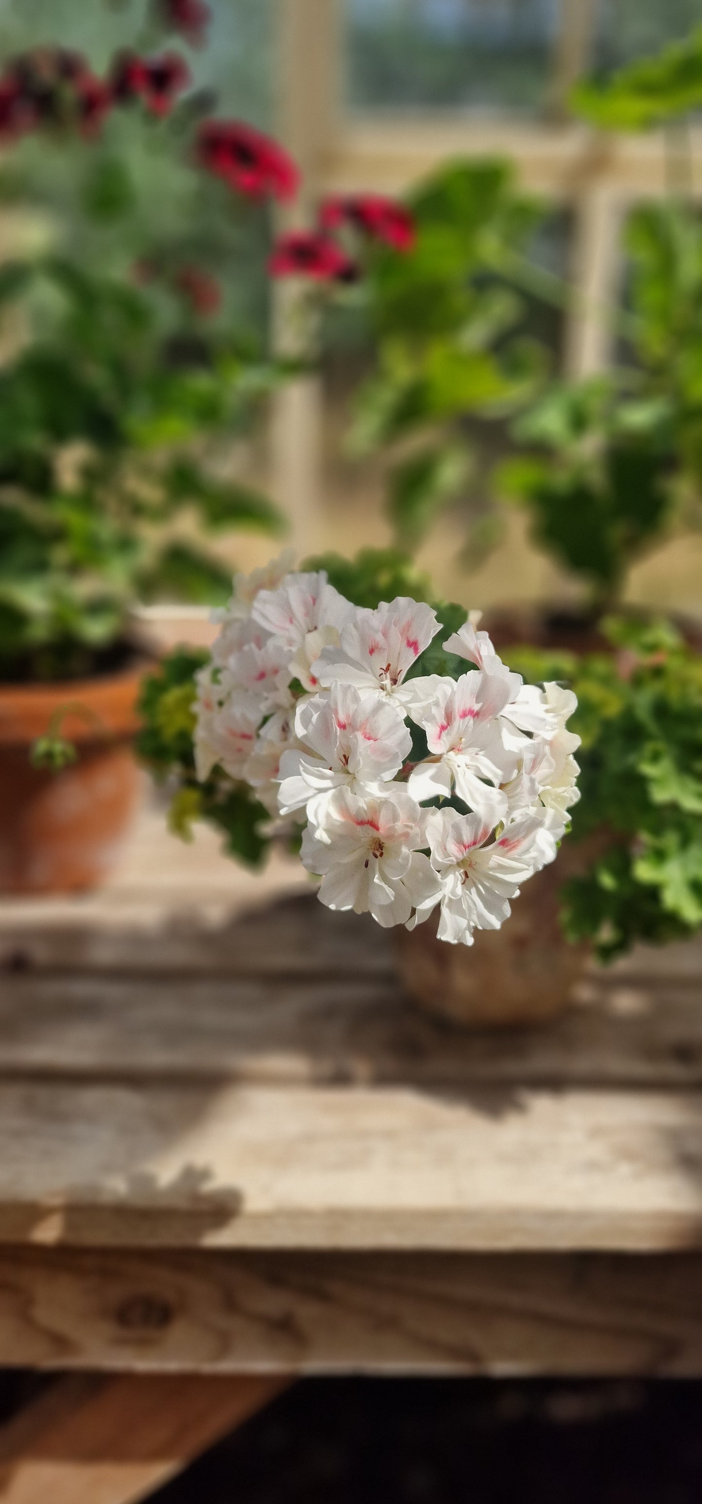 Rushmoor Mekong - Zonartic Pelargonium (Geranium) Plant - 6cm bio pot