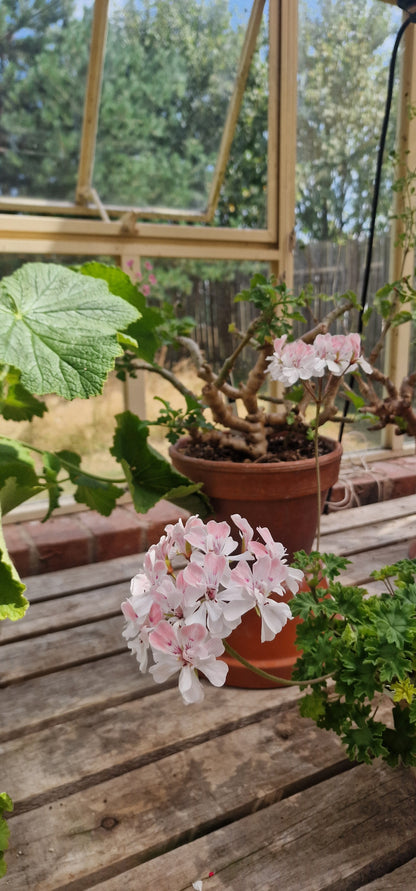 Rushmoor Mekong - Zonartic Pelargonium (Geranium) Plant - 6cm bio pot