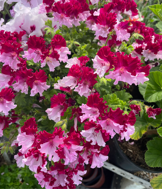 Quantock Perfection - Angel Pelargonium (Geranium) Plant - 6cm bio pot