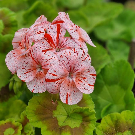 Gemma - Coloured Leaved Zonal Pelargonium (Geranium) Plant - 6cm pot