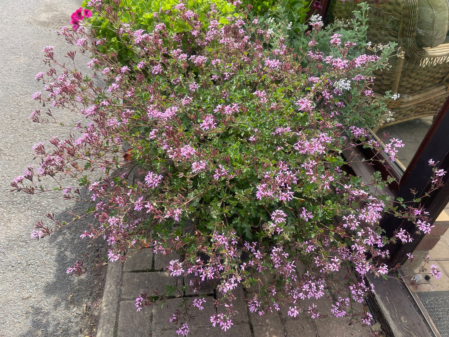 P. Deerwood Lavender Lass - Species Hybrid Pelargonium / Geranium - Single Plant 6cm bio Pot