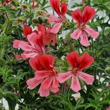 Atrium Unique - Unique Pelargonium (Geranium) Plant - 6cm bio pot