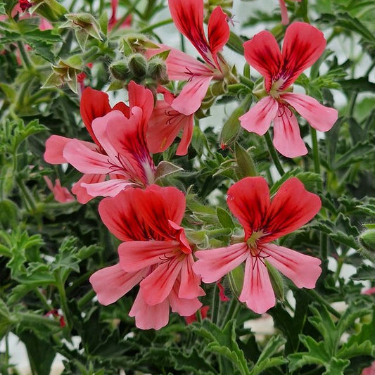 Atrium Unique - Unique Pelargonium (Geranium) Plant - 6cm bio pot