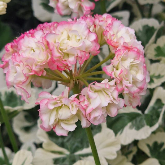 Westdale Appleblossom - Rosebud Pelargonium (Geranium) Plant - 6cm pot