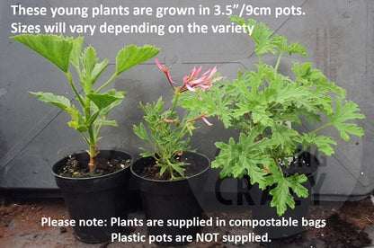 P. Iondiflorum - Species Pelargonium / Geranium - Single Plant 6cm